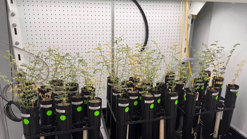 科学家在人工月球土壤上种植豌豆，但不敢尝试把它做成汤。